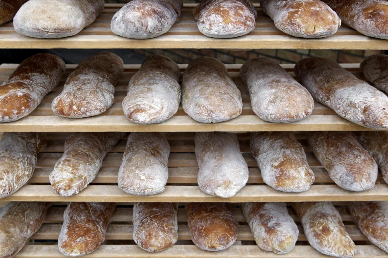 Freshly baked ciabatta loaves with a crispy crust
